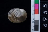 藏品(黑肋蜑螺)的圖片