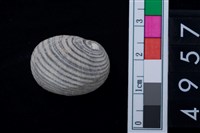 藏品(黑肋蜑螺)的圖片