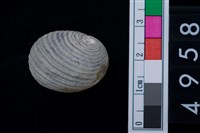 藏品(蜑螺)的圖片