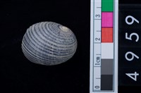 藏品(蜑螺)的圖片