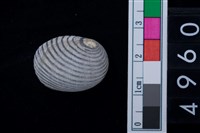 藏品(蜑螺)的圖片