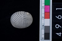 藏品(蜑螺)的圖片