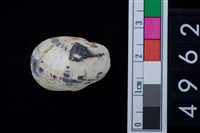 藏品(玉女蜑螺)的圖片