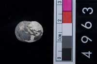 藏品(黑肋蜑螺)的圖片