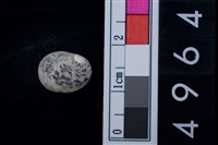 藏品(高腰蜑螺)的圖片