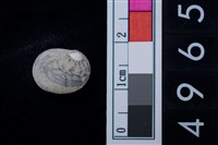 藏品(蜑螺科貝殼)的圖片