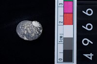 藏品(蜑螺科貝殼)的圖片