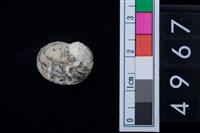 藏品(淡水貝-高腰蜑螺)的圖片