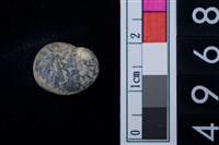 藏品(蜑螺科貝殼)的圖片