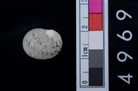 藏品(蜑螺科貝殼)的圖片