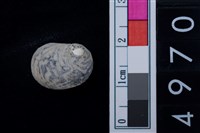 藏品(蜑螺科貝殼)的圖片