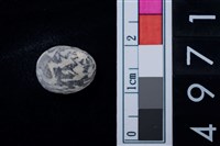 藏品(蜑螺科貝殼)的圖片