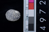 藏品(蜑螺科貝殼)的圖片