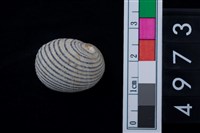 藏品(黑肋蜑螺)的圖片