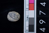 藏品(蜑螺科貝殼)的圖片