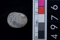 藏品(蜑螺科貝殼)的圖片