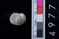 藏品(蜑螺科貝殼)的圖片