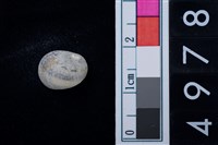 藏品(蜑螺科貝殼)的圖片