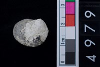 藏品(松山層淡水貝-高腰蜑螺)的圖片