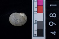 藏品(松山層淡水貝-高腰蜑螺)的圖片