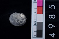 藏品(蜑螺科貝殼)的圖片