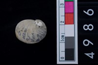 藏品(淡水貝-高腰蜑螺)的圖片