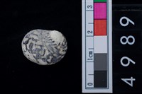 藏品(淡水貝-高腰蜑螺)的圖片