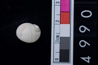 藏品(玉螺科貝殼)的圖片