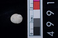 藏品(玉螺科貝殼)的圖片