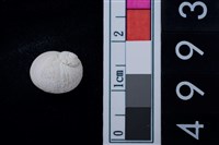 藏品(玉螺科貝殼)的圖片