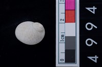 藏品(玉螺科貝殼)的圖片