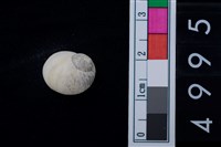 藏品(玉螺科貝殼)的圖片