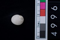 藏品(玉螺科貝殼)的圖片