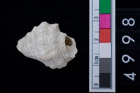 藏品(海貝-蟹守螺)的圖片