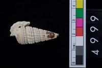 藏品(海貝-鐵尖海蜷)的圖片