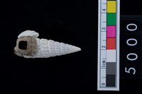 藏品(海貝-鐵尖海蜷)的圖片