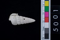 藏品(鐵尖海蜷)的圖片