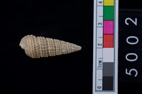 藏品(鐵尖海蜷)的圖片