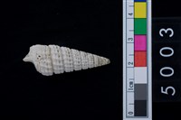 藏品(松山層海貝-鐵尖海蜷)的圖片