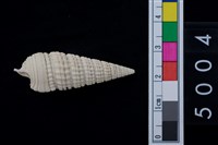 藏品(松山層海貝-鐵尖海蜷)的圖片