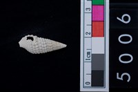 藏品(松山層海貝-鐵尖海蜷)的圖片