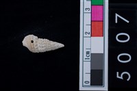 藏品(松山層海貝-鐵尖海蜷)的圖片