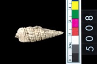 藏品(松山層海貝-鐵尖海蜷)的圖片