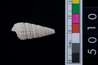 藏品(松山層海貝-鐵尖海蜷)的圖片