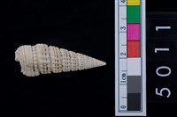 藏品(松山層海貝-鐵尖海蜷)的圖片