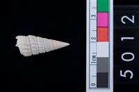 藏品(松山層海貝-鐵尖海蜷)的圖片