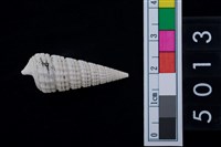 藏品(松山層海貝-鐵尖海蜷)的圖片