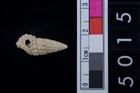 藏品(松山層海貝-鐵尖海蜷)的圖片