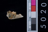 藏品(松山層海貝-鐵尖海蜷)的圖片