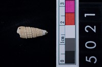 藏品(松山層海貝-鐵尖海蜷)的圖片